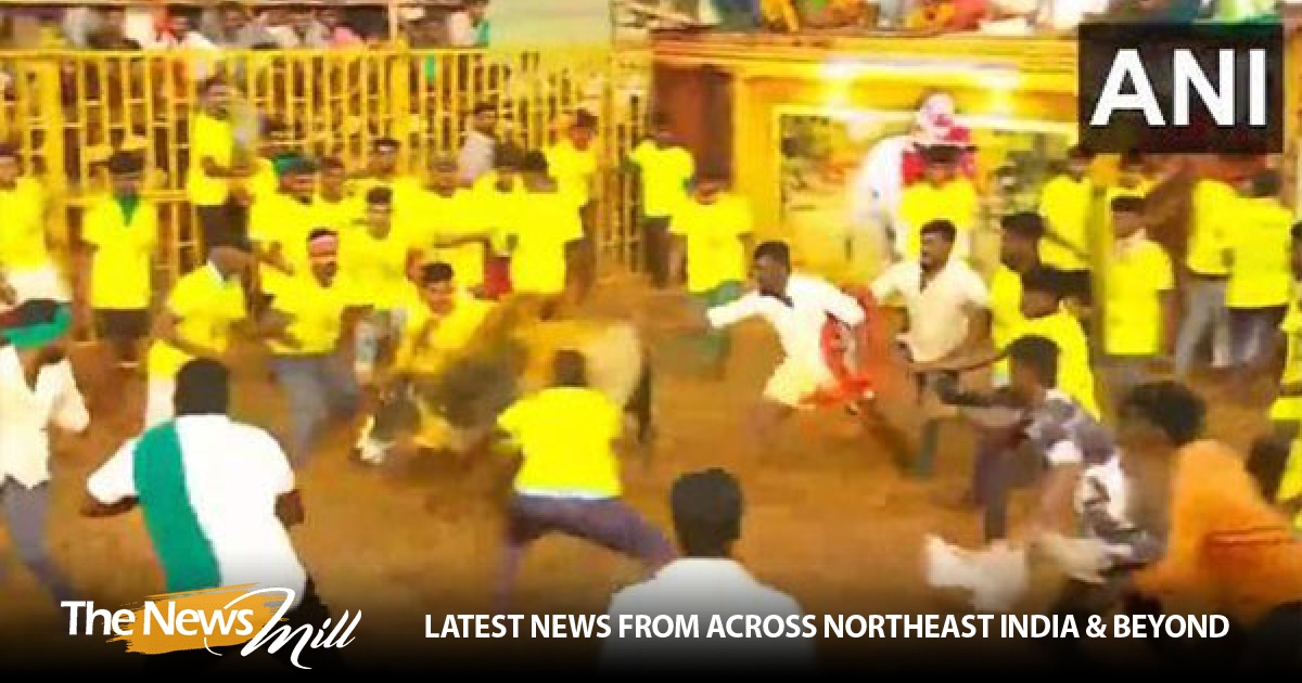 Bull-taming sport 'Jallikattu' commences at Periya Suriyur Village in Tamil Nadu's Tiruchirappalli