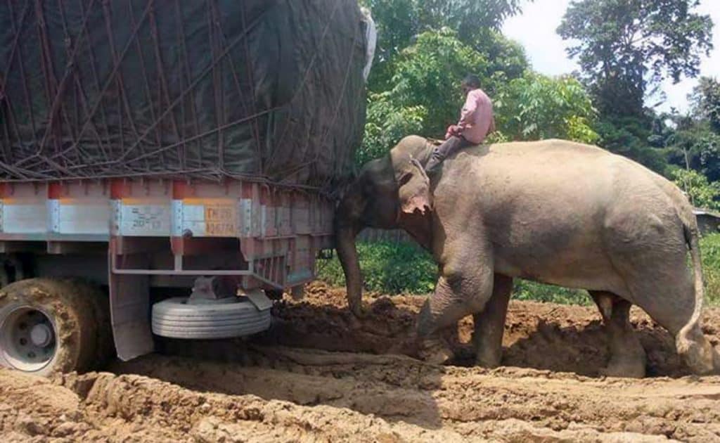 Elephants are being used to help trucks pass the 20-km stretch of NH8 connecting Tripura with Assam