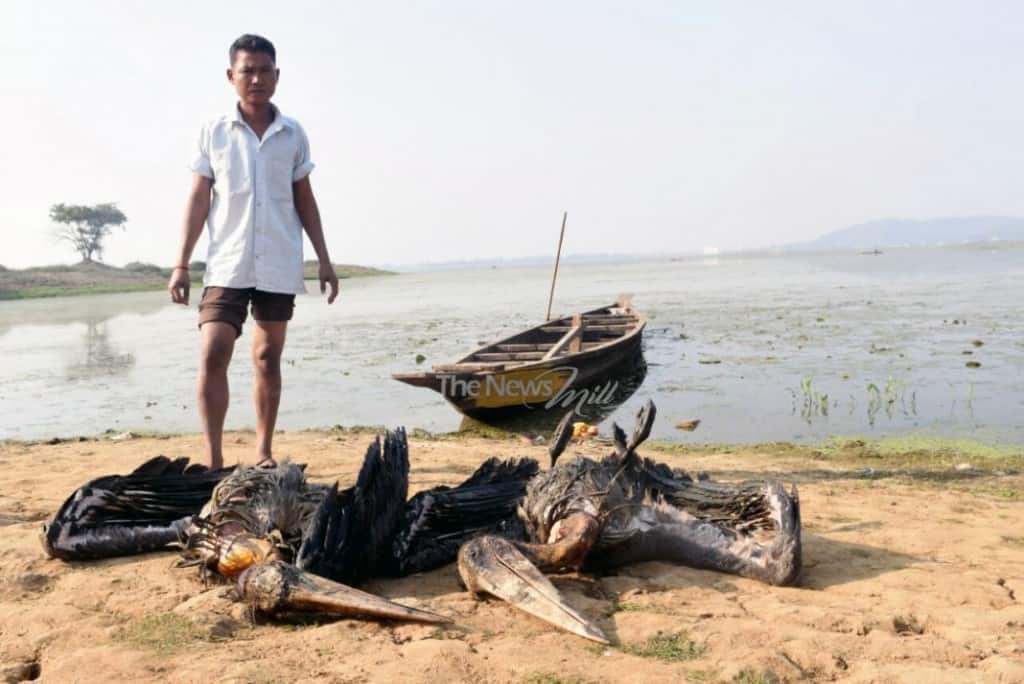 Price of YOUR picnic at Deepor Beel 20 greater adjutant stork found dead – The News Mill