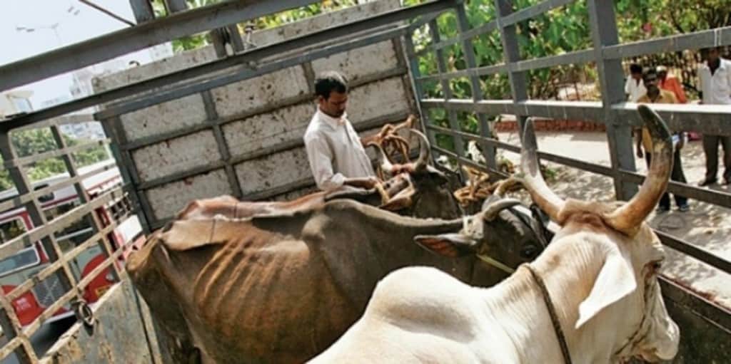 Assam Cow protection bill