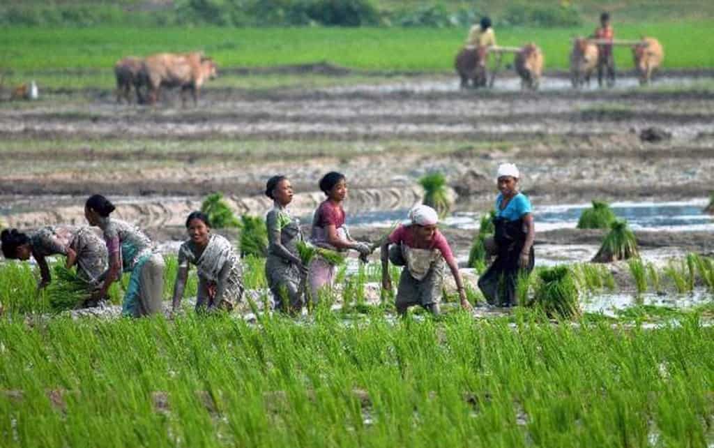 assam rice cultivation – The News Mill