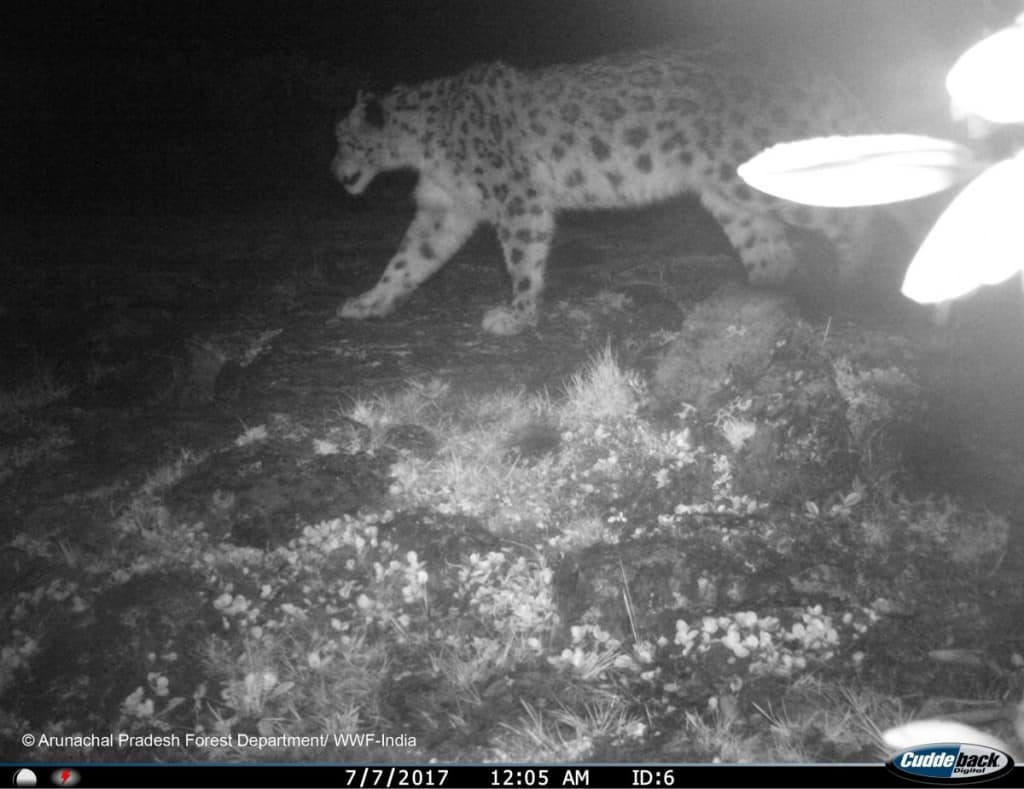 Camera trap image of snow leopard from western Arunachal Pradesh Copyright Arunachal Pradesh Forest Deptt and WWF India – The News Mill
