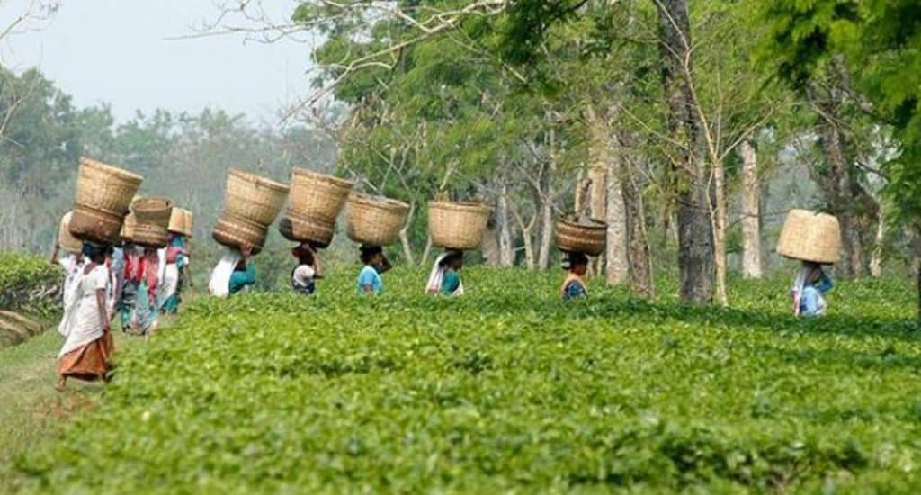 assam tea garden – The News Mill