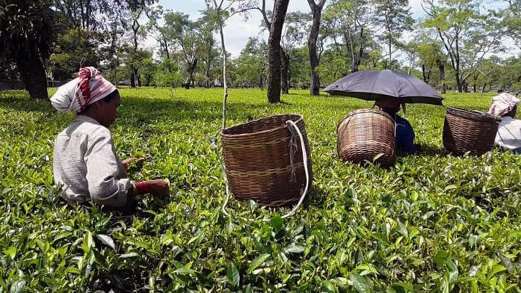Assam Tea Estate – The News Mill