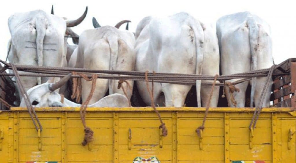 cattle smuggling bangladesh golaghat