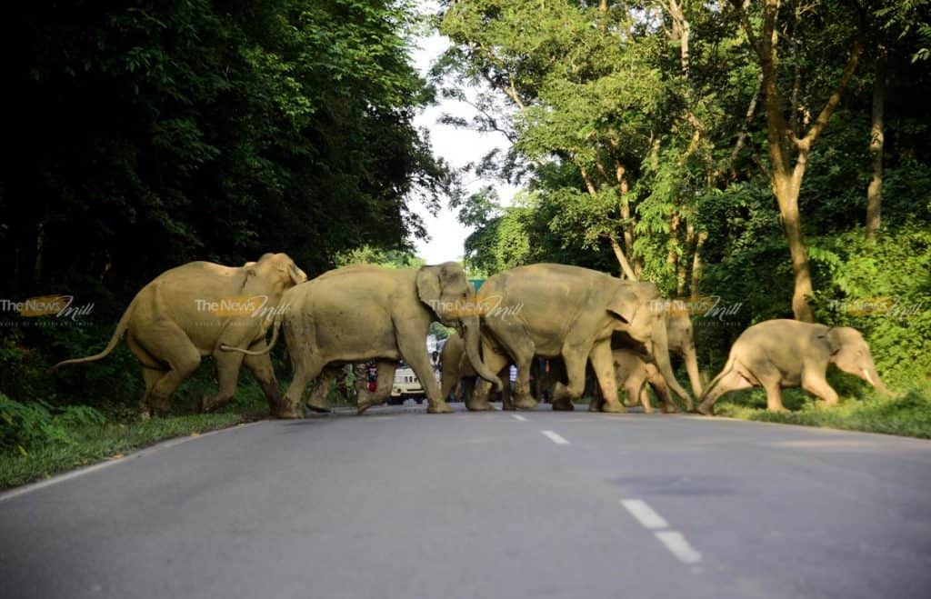Wild elephants crossing the highway during flood in Kaziranga in 2019