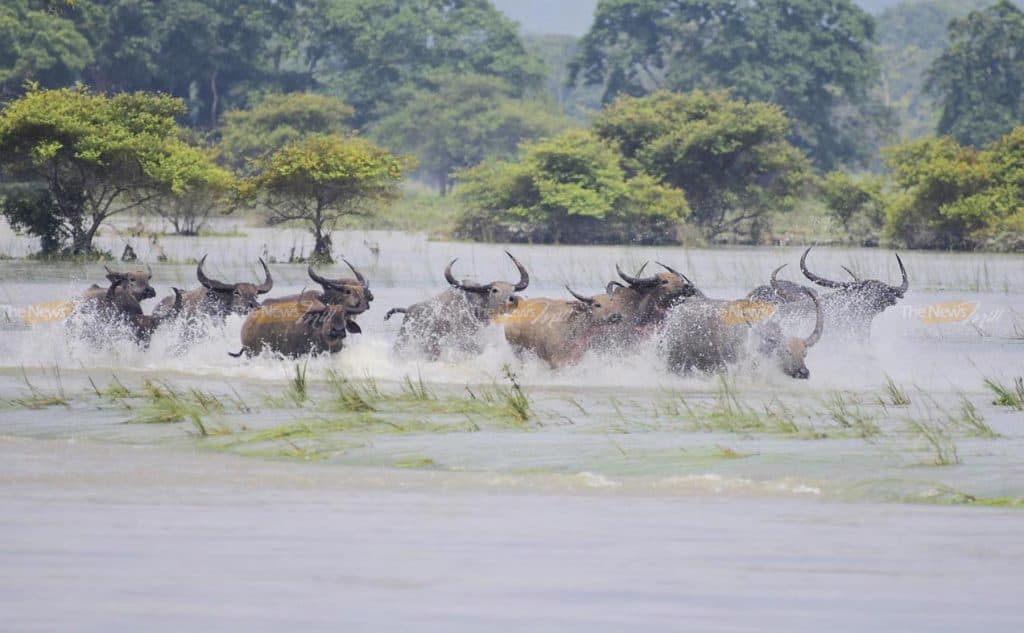 24 animals killed in flood-hit Kaziranga National Park