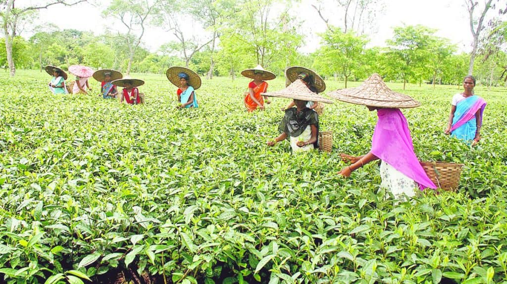 assam tea garden – The News Mill