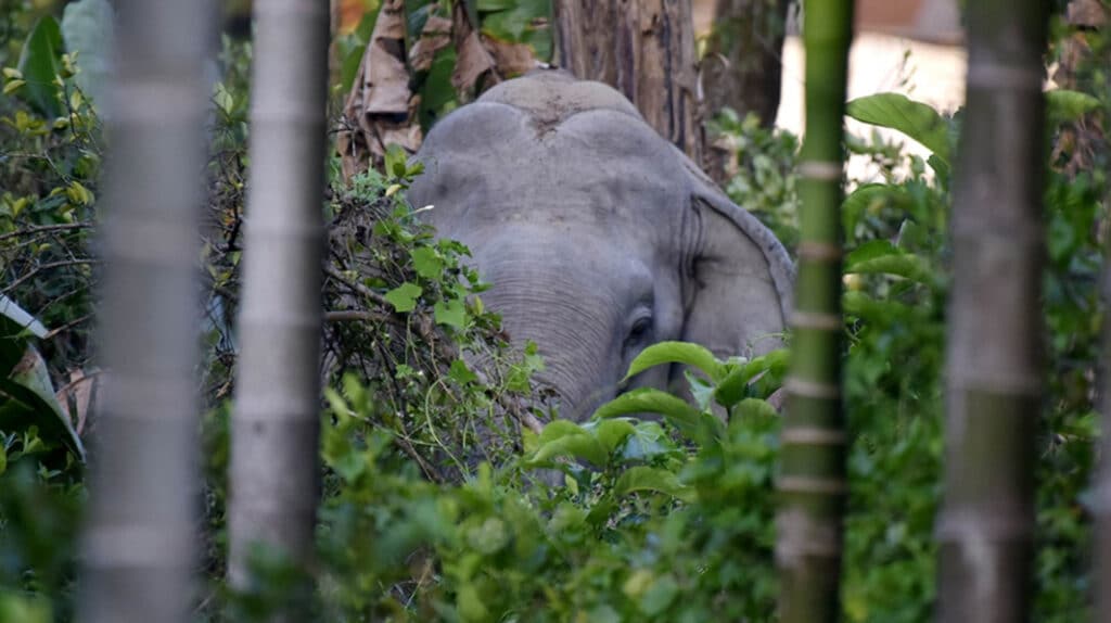 Elephants Assam