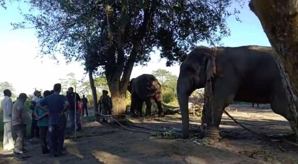 Rogue elephant Laden dies in Assam forest department custody 3 – The News Mill