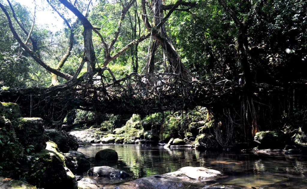 root bridge meghalaya – The News Mill