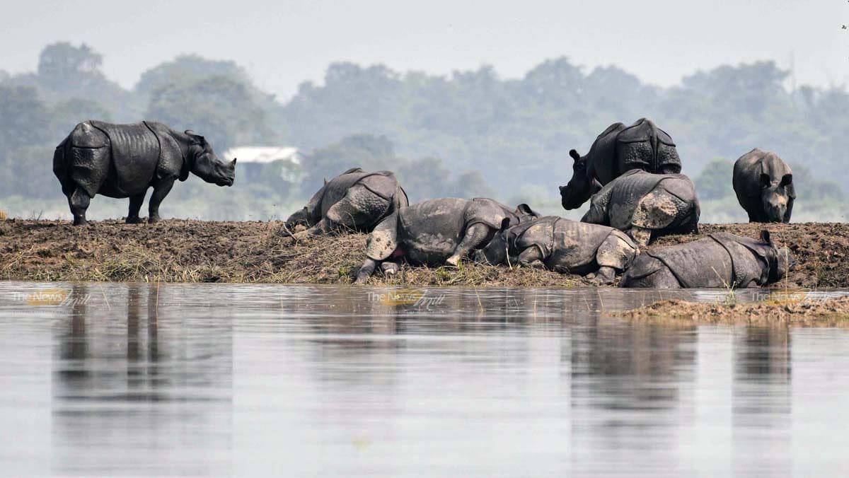 Wildlife experts say no to artificial highlands at Kaziranga National Park