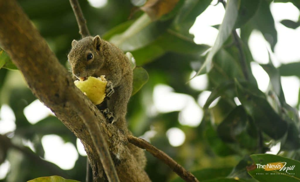Hoary Bellied Squirrel Subhamoy Bhattacharjee – The News Mill