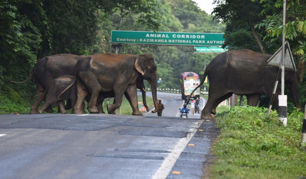 File Photo: Elephants cross NH-715 during floods at Kaziranga National Park