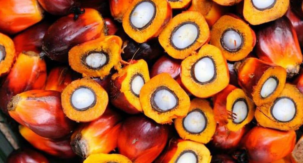 oil palm seed