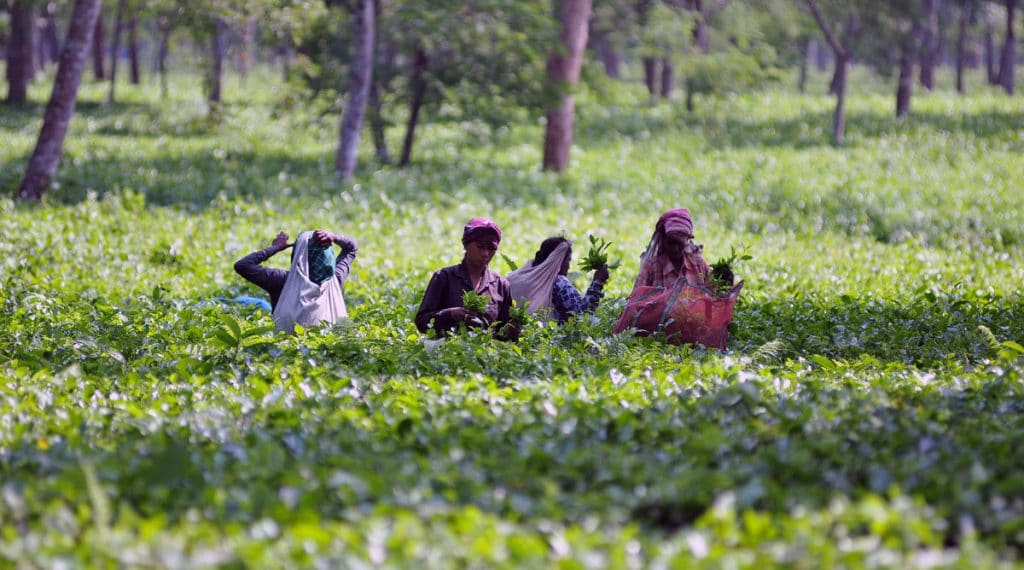 Assam tea workers' wage