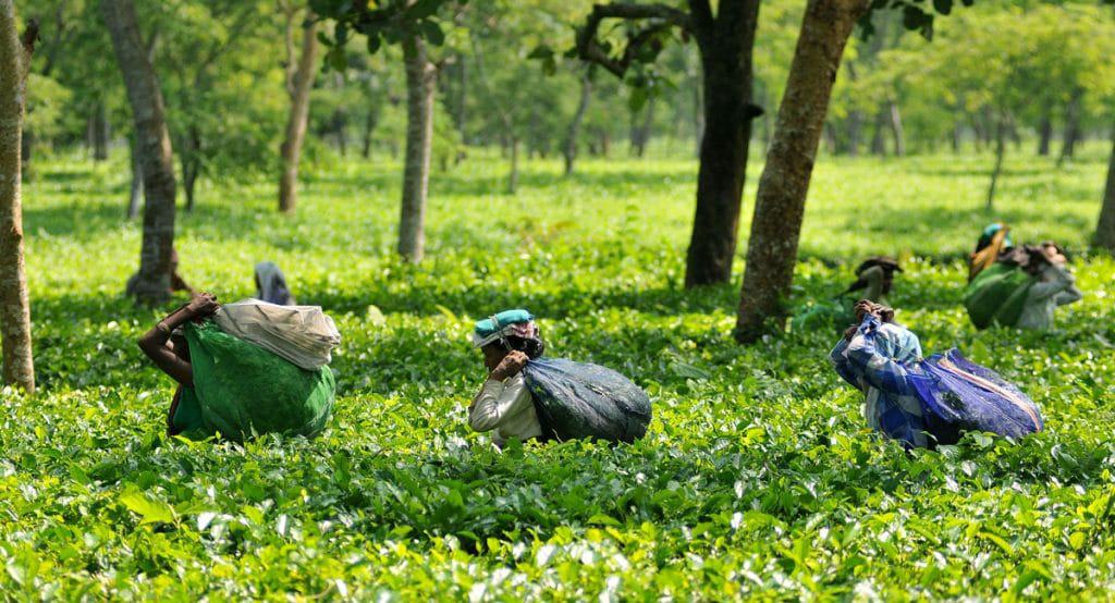 Assam tea garden worker's wage