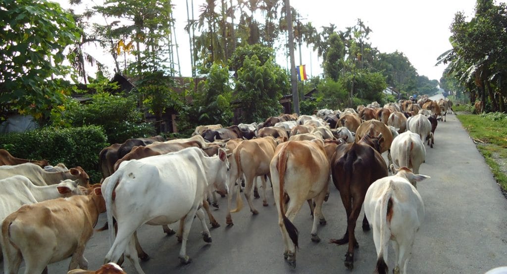 Assam govt mulls artificial insemination technique to breed only cows, no bulls in state