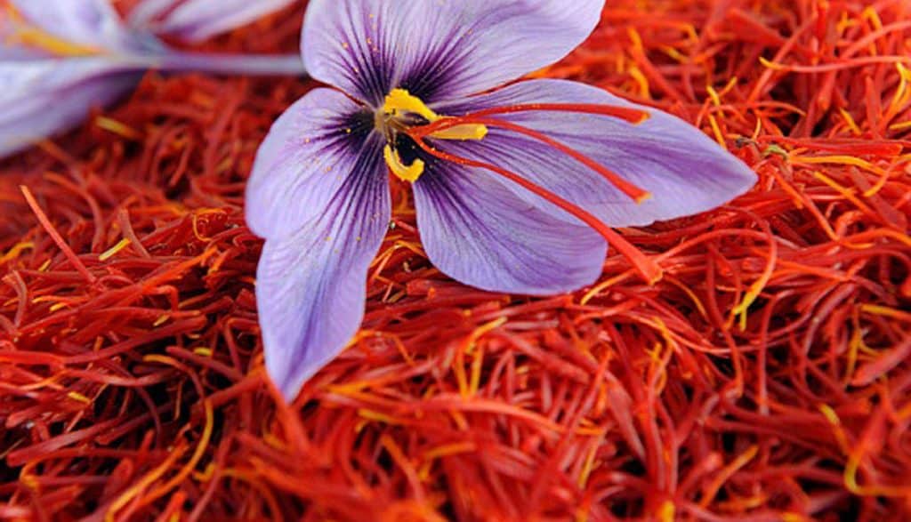 Saffron Farming