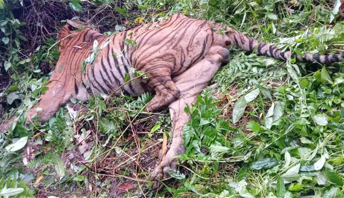 Forest guard suspended for ‘unwarranted firing’, killing of Royal Bengal Tiger in Kaziranga