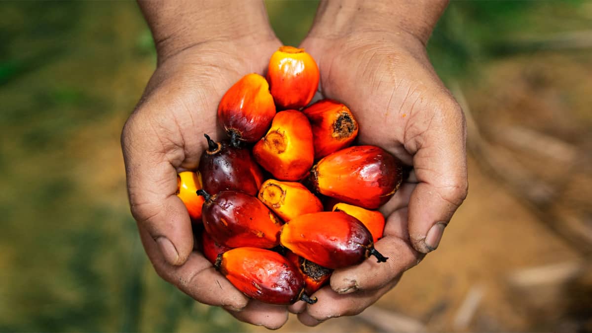 Oil Palm oil cultivation