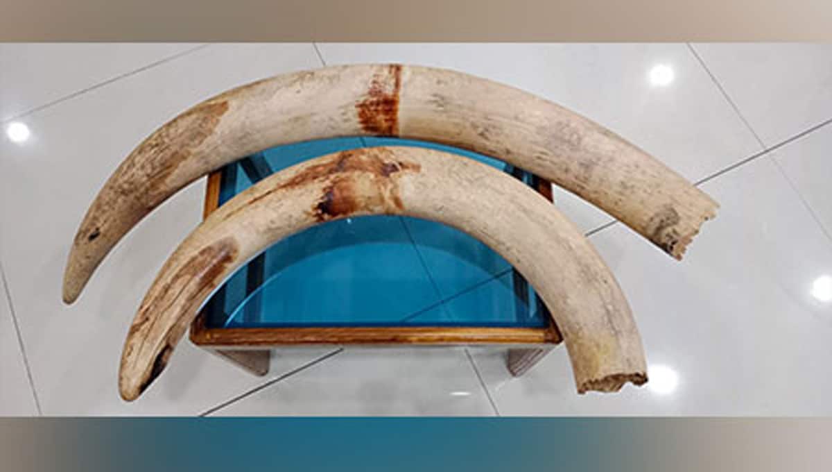 Five persons held with two elephant tusks in Assam’s Barpeta