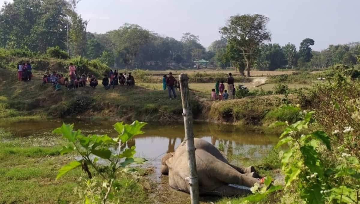 Two elephants die of suspected poisoning in Assam