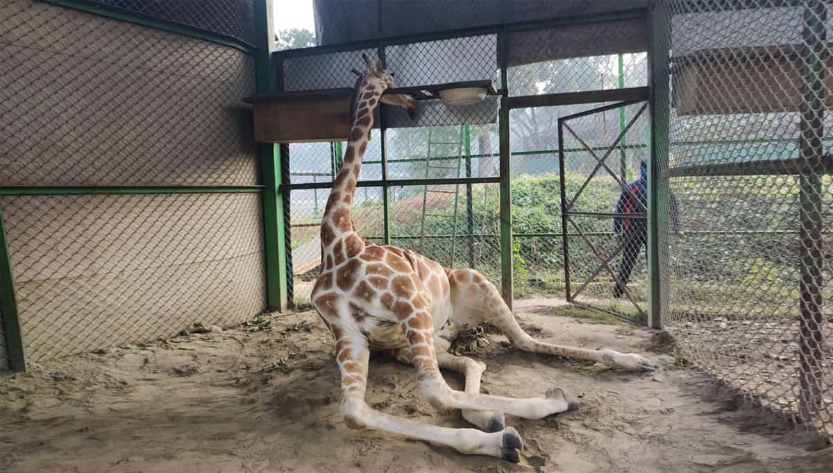 Female giraffe dies at Assam State Zoo in Guwahati due to strangulation