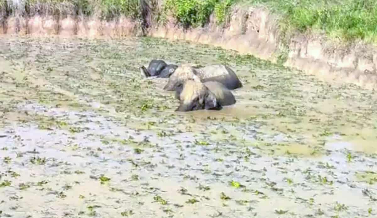 Assam forest officials rescue five wild elephants stuck in muddy pond