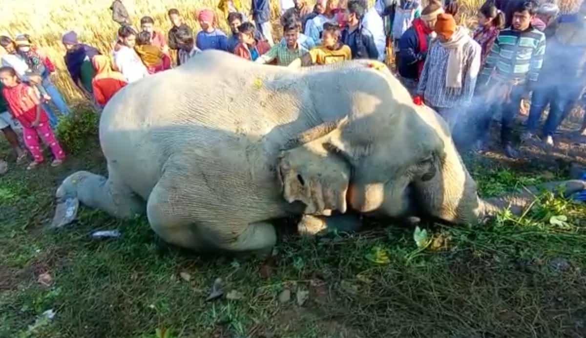 Two wild elephants killed after being hit by train at Khetri in Assam