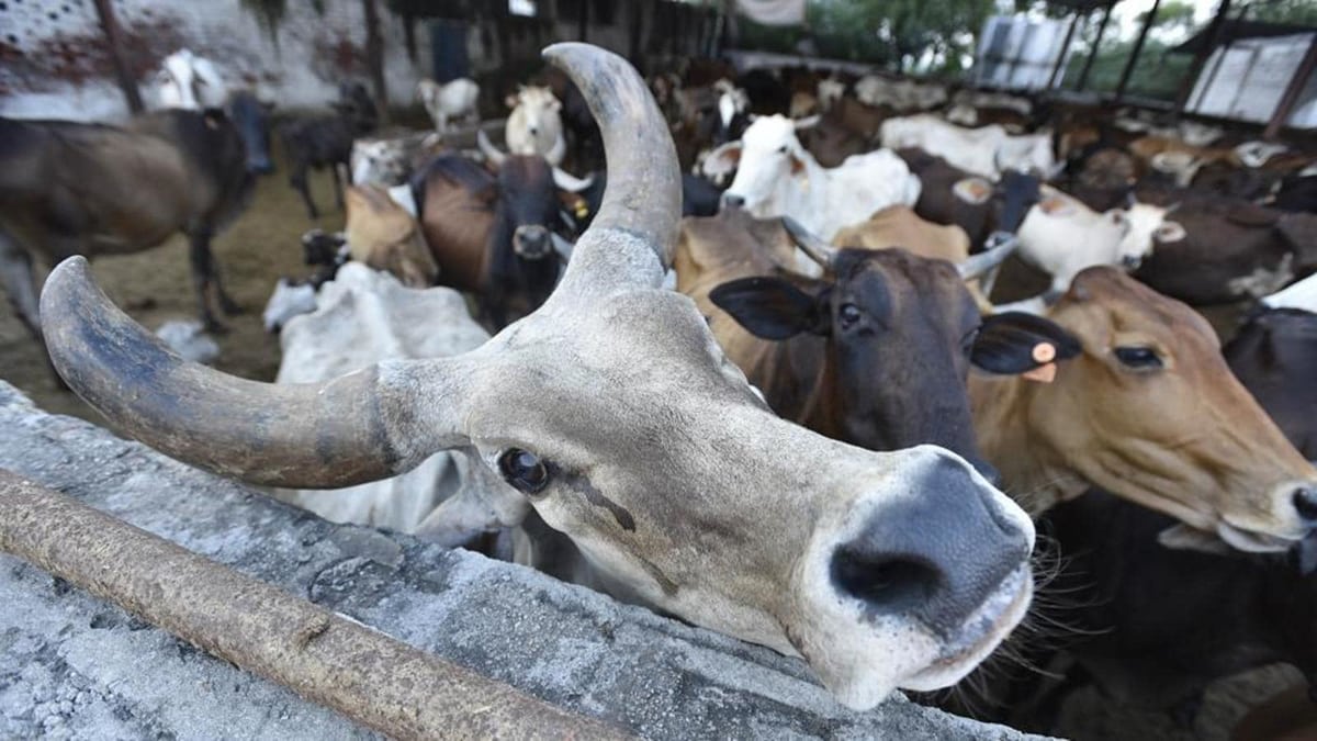 Police seize 29 cattle heads in Assam’s Goalpara, two held
