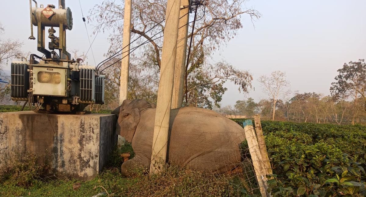 Elephant dead Kaziranga