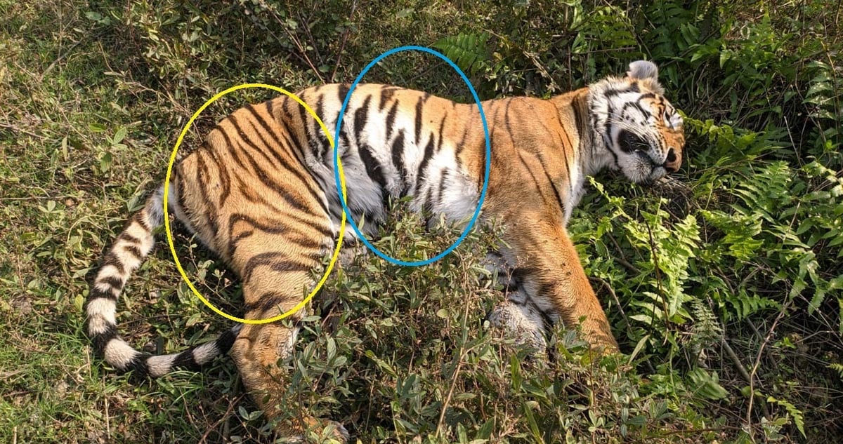 Tiger dead Kaziranga