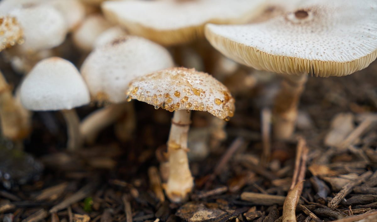 mushrooms Dibrugarh