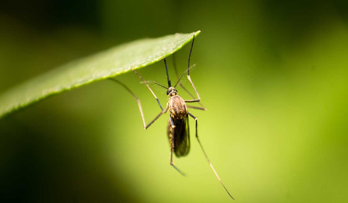 Mosquito Japanese Encephalitis