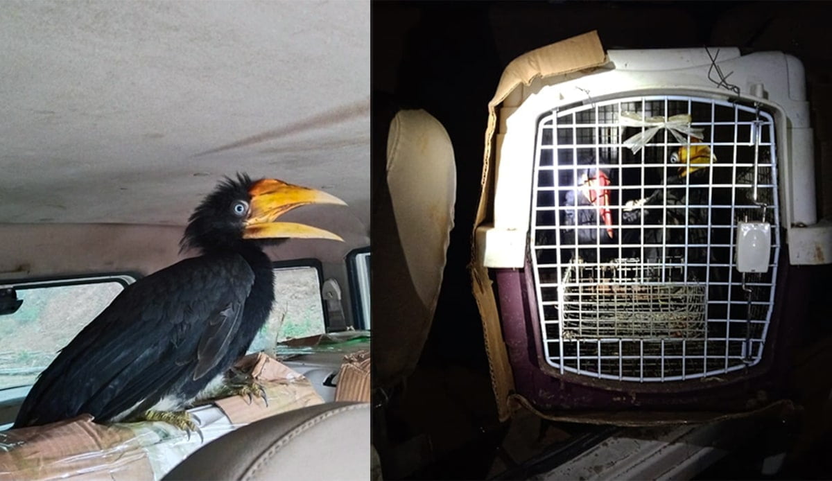 7 hornbills rescued in Meghalaya