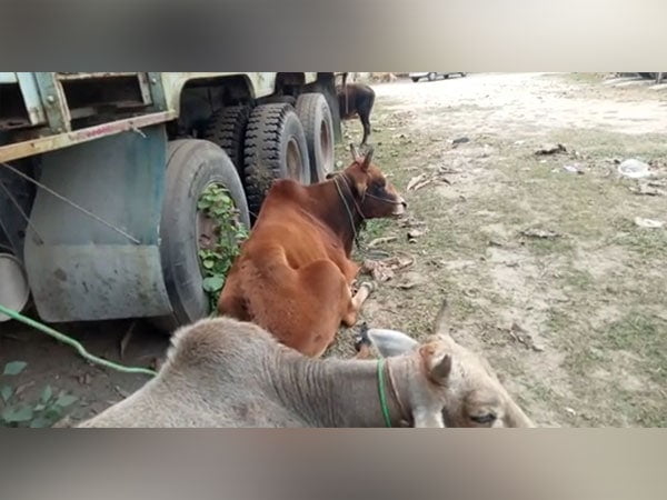 assam four cattle recovered in south salmara mankachar district – The News Mill