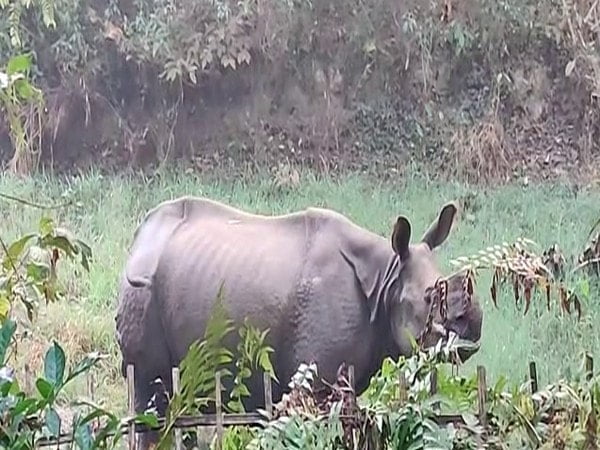 assam forest officials injured in rhino attack in golaghat – The News Mill