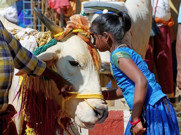we all should love and hug cow union minister giriraj singh backs celebrating cow hug day on feb 14 – The News Mill