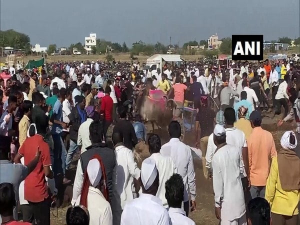 double bullock cart race thrills the crowd in tamil nadus ramanathapuram – The News Mill