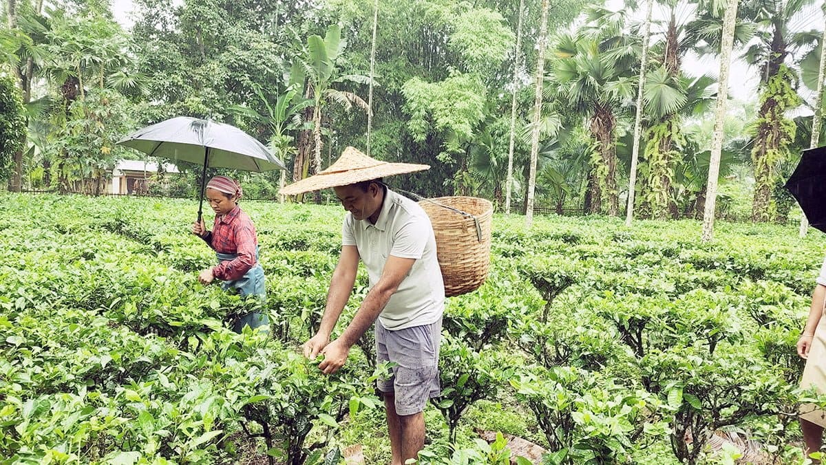 Small tea growers in Assam
