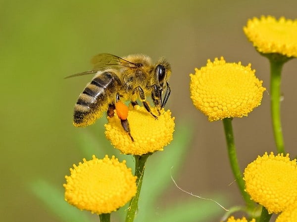 honey bee nest structure is surprisingly adaptive resilient study – The News Mill