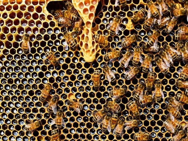 honey bees more faithful to their flower patches than bumble bees study – The News Mill