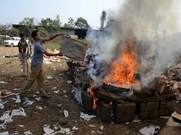 odisha police destroys 2 2 lakh kg of marijuana 78 kg of brown sugar – The News Mill