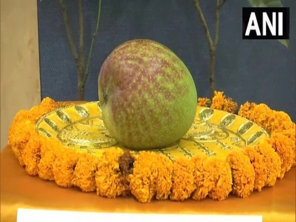 worlds most expensive mango miyazaki showcased at raipur mango festival – The News Mill