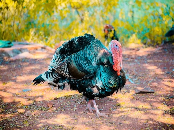 climate change may not affect the timing of turkey nesting finds study – The News Mill