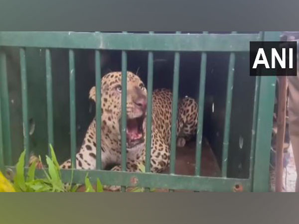 operation leopard fourth big cat captured in andhras tirumala – The News Mill
