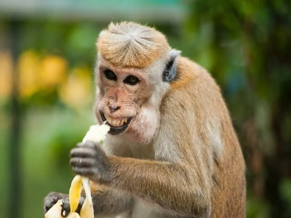 researchers use monkey poop to learn reproductive patterns of endangered species – The News Mill