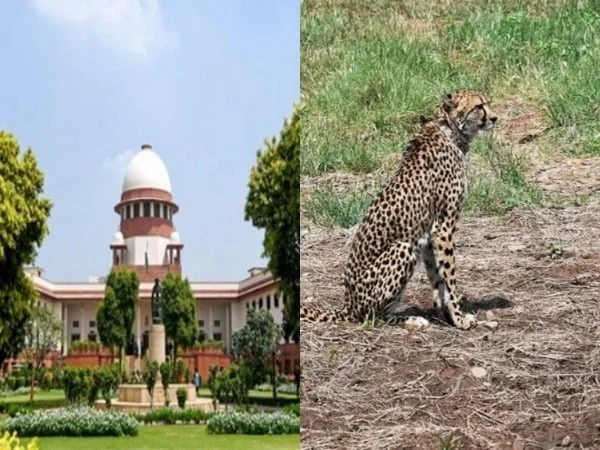 sc expresses satisfaction with centres efforts after death of cheetahs in mps kuno – The News Mill