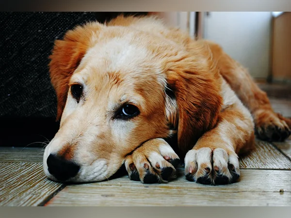 woman throws acid on dog in mumbai booked for animal cruelty – The News Mill